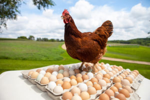 Backyard Poultry for Self-Sustained Protein: Off-Grid Eggs and Meat