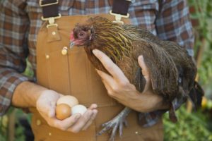 Beyond Chickens: Alternative Poultry for Eggs and Meat Off the Grid