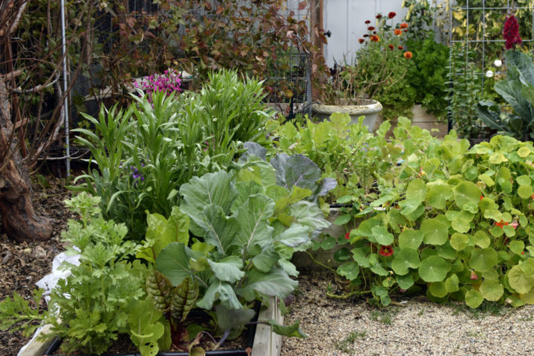 Companion Planting for Backyard Garden Success