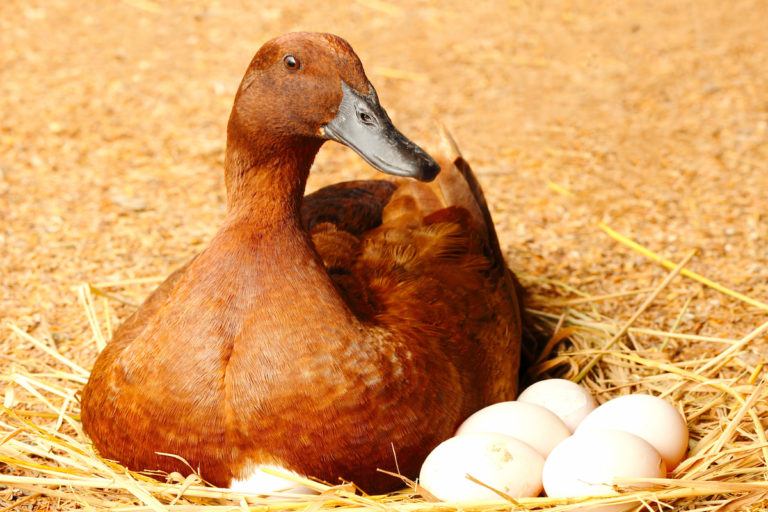 Duck Farming on Your Homestead: Eggs, Meat, and Pest Control