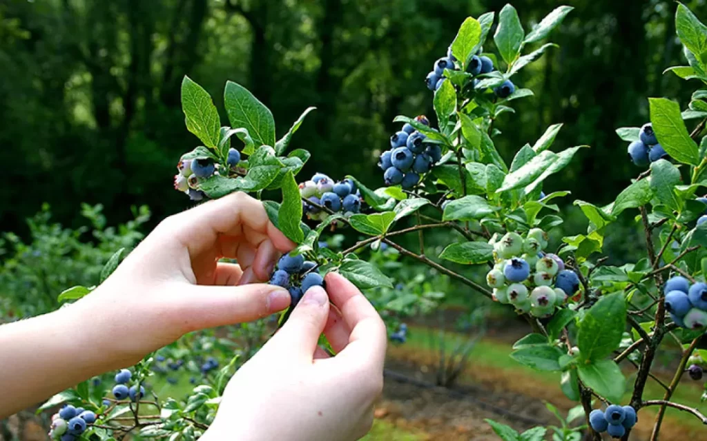Foraging Safety: Tips for a Successful Wild Edibles Adventure