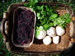 Foraging Tools and Techniques: Harvesting Wild Food Sustainably