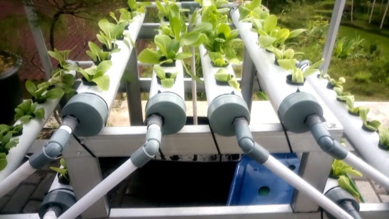 Getting Started with Hydroponic Gardening: A Step-by-Step Guide