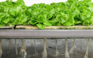 Hydroponics 101: Growing Vertically Without Soil