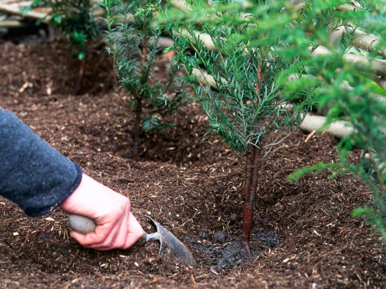 Intensive Mulching: Protecting Plants and Conserving Water