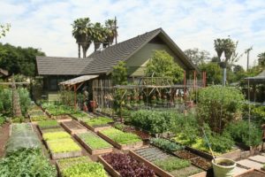 Permaculture Design for Backyard Gardens