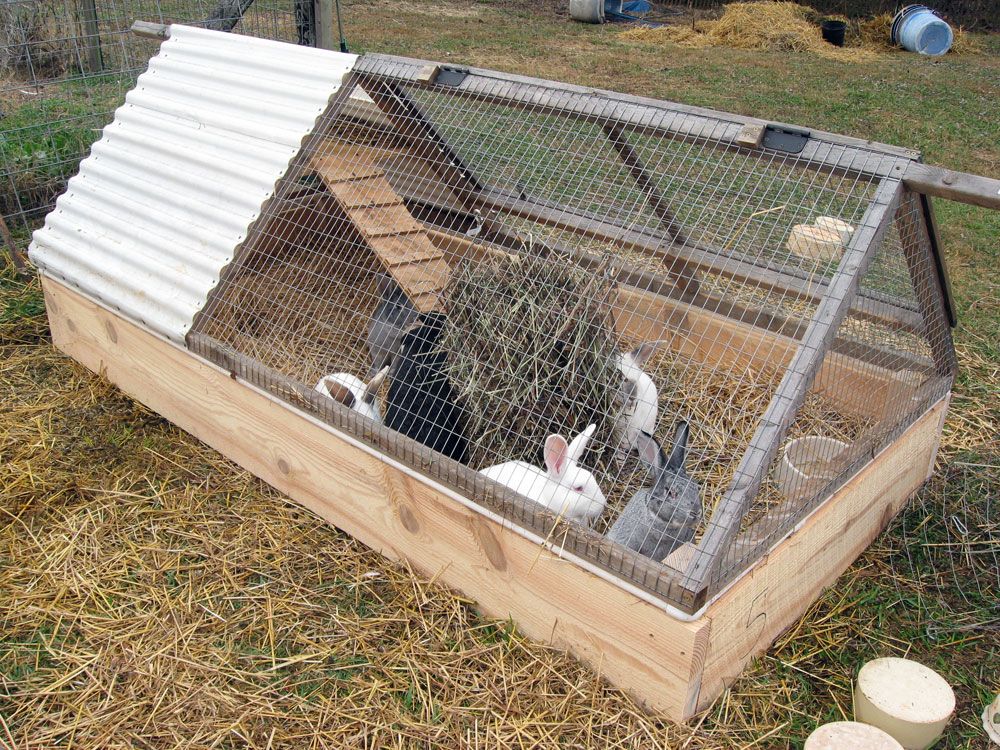 Raising Backyard Rabbits: Sustainable Meat Production for Off-Grid Living