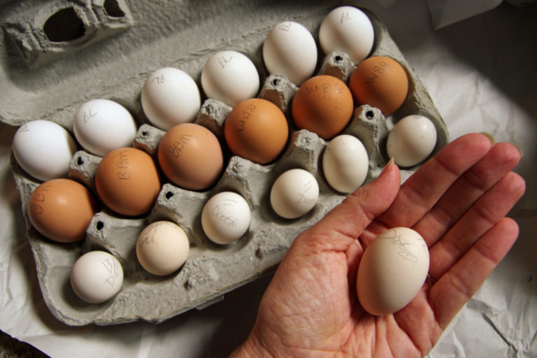 Raising Quails: Tiny Eggs, Big Rewards in Your Off-Grid Haven