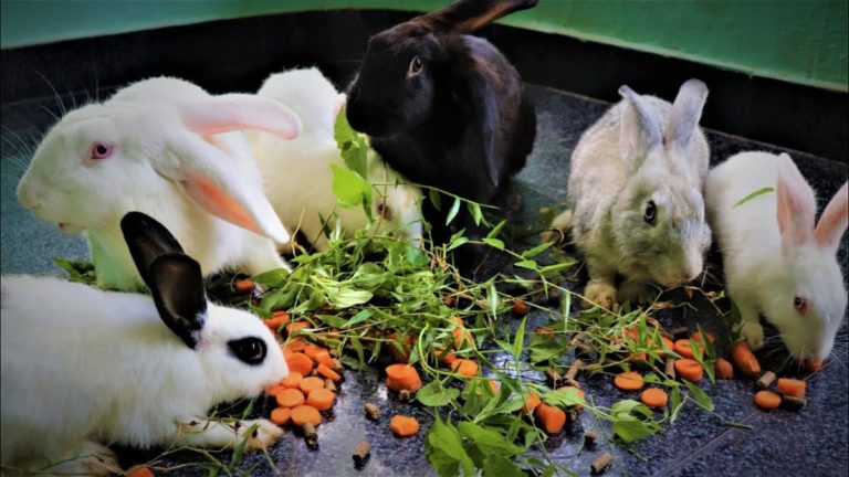 Small-Scale Rabbit Farming: Meat and Fur Production for Self-Sufficiency