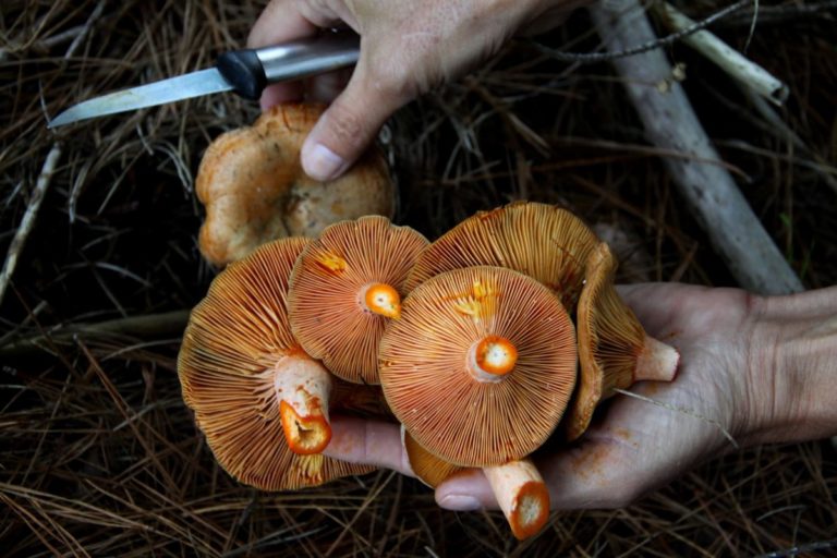 The Art of Wilderness Foraging: A Beginner's Guide