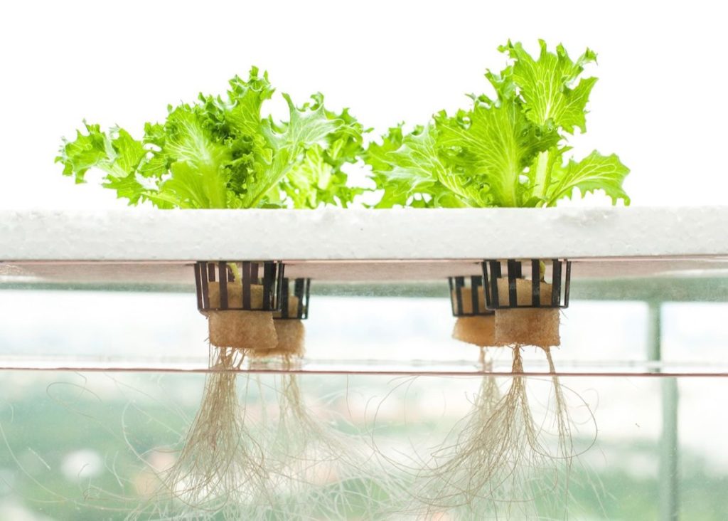 The Science Behind Hydroponic Gardening: How Plants Thrive Without Soil