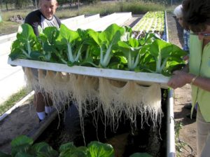 Troubleshooting Common Hydroponic Gardening Issues: Practical Solutions