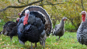 Turkey Raising 101: From Farm to Table in Your Off-Grid Adventure