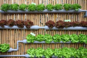 Vertical Farming Maintenance: Tips for Keeping Your Garden Thriving