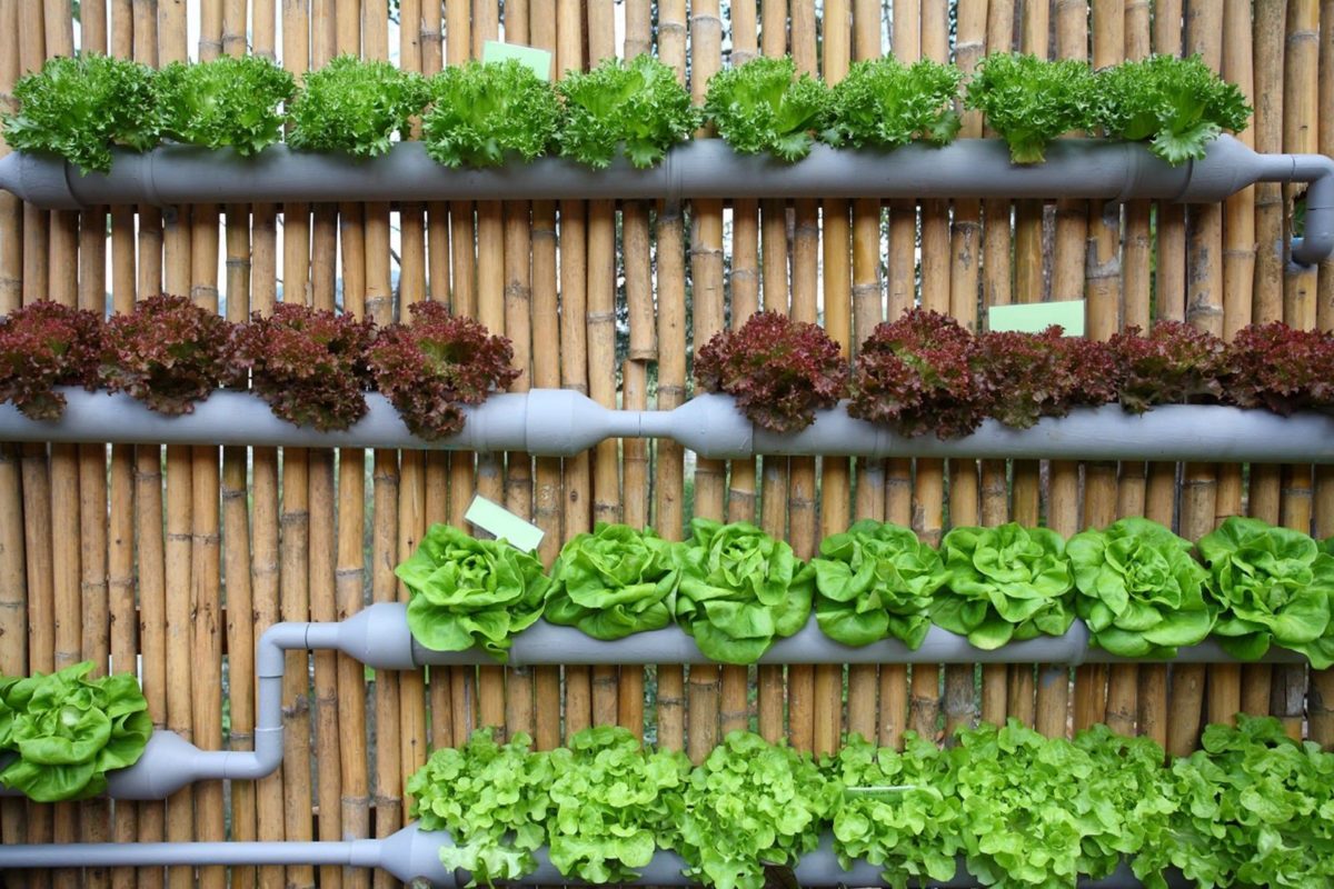 Gallery Detail: Vertical Farming Maintenance Tips For Keeping Your Garden Thriving