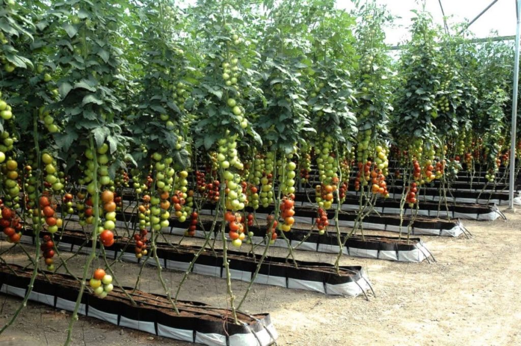 Vertical Farming Tomatoes: Tips for Thriving Vines