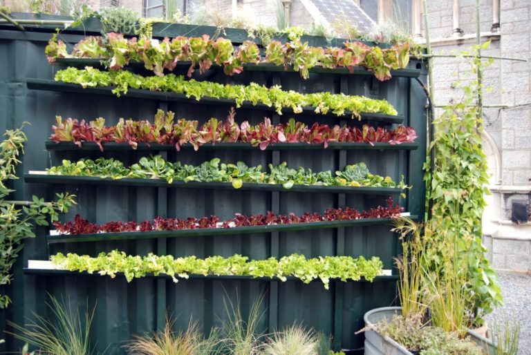 Vertical Gardening in Tight Spaces