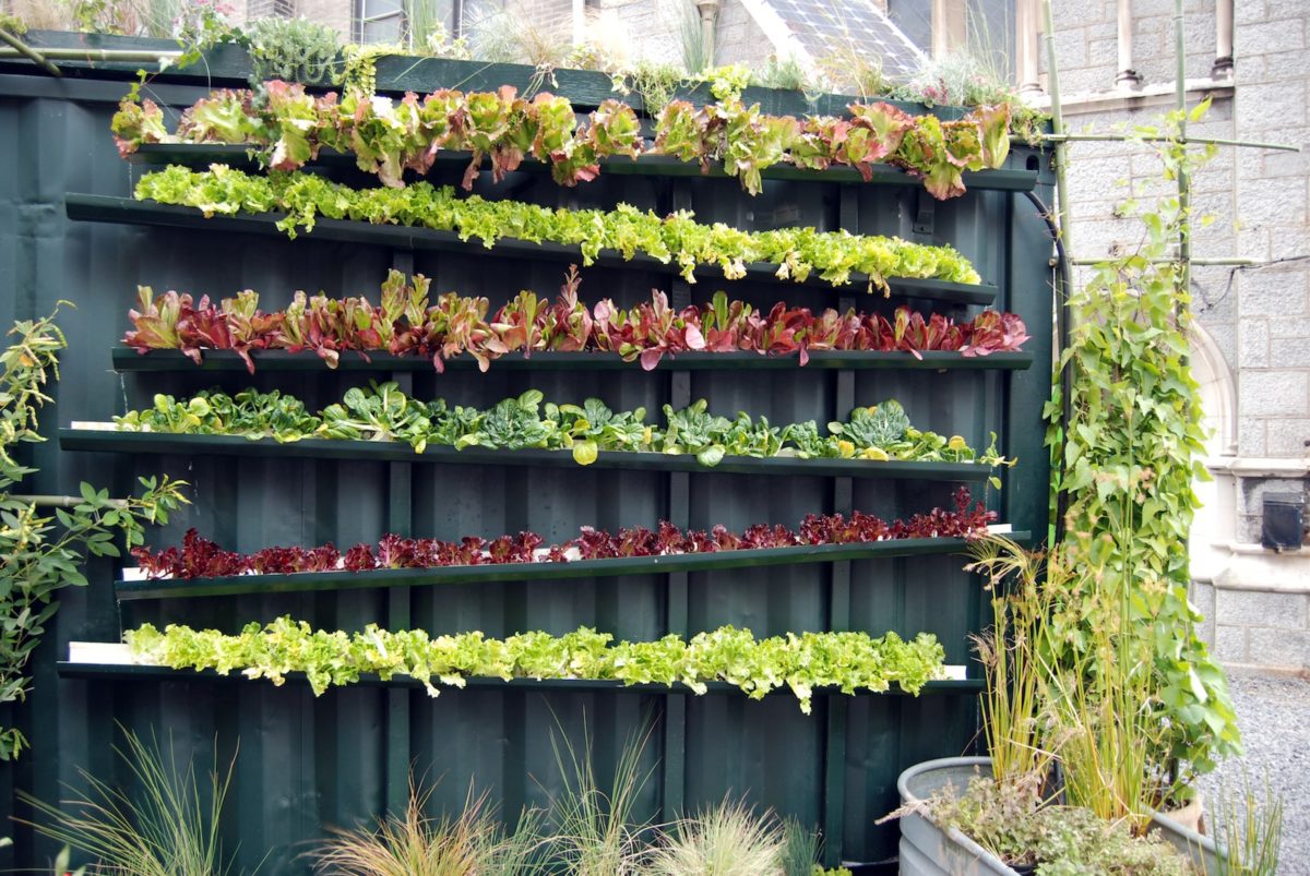 Image showcasing Vertical Gardening in Tight Spaces - Practical Off-Grid Living