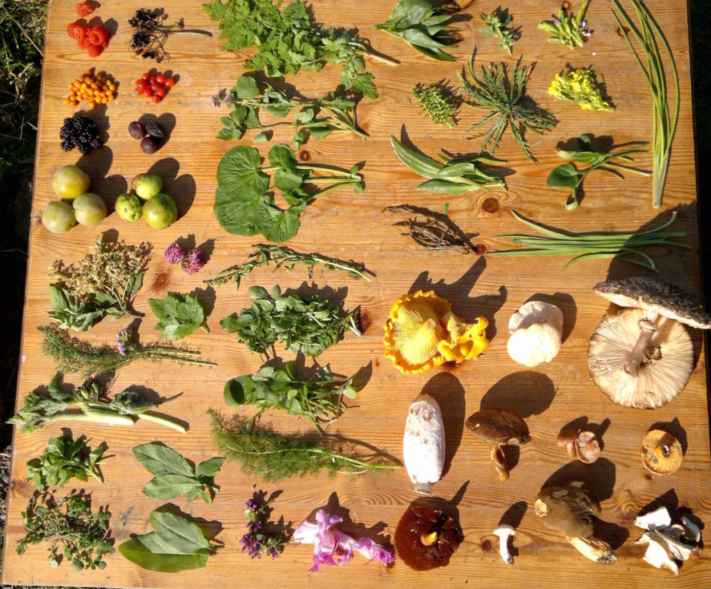 Wild Edibles: A Beginner's Guide to Foraging