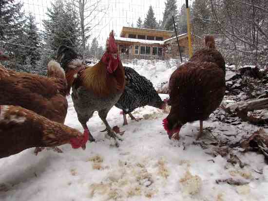 Cold Hardy Livestock: Raising Animals in the Frigid Temperatures Off-Grid