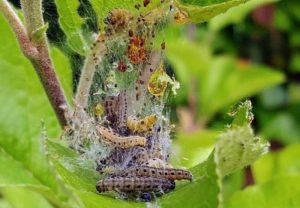 Common Pests to Look Out For in Your Off-Grid Vegetable Garden (and How to Beat Them)