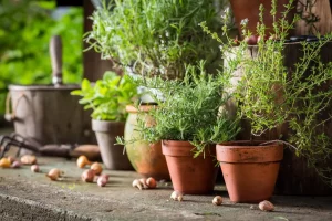 Easy Herbs and Greens You Can Grow Indoors Year-Round