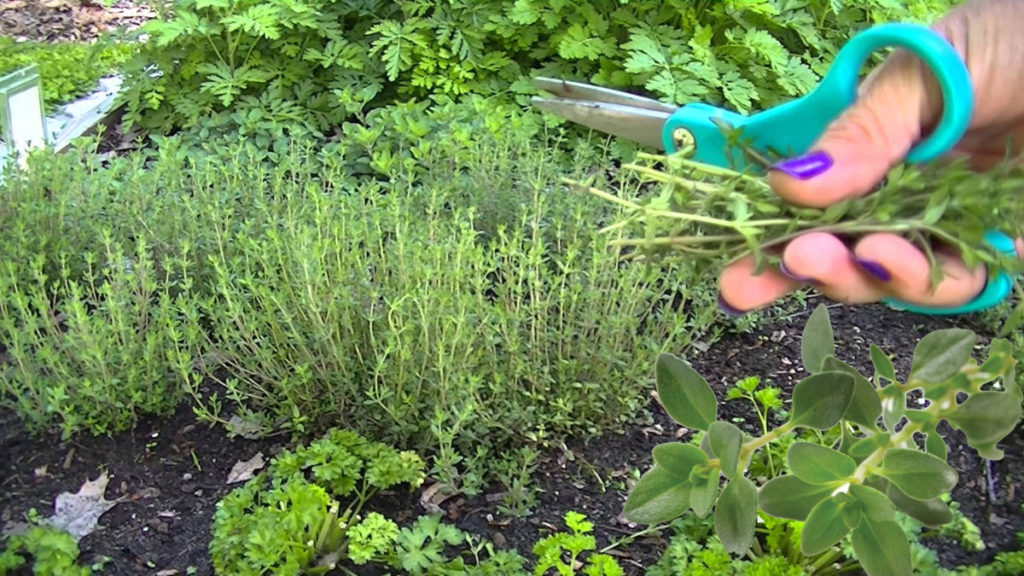 Easy Herbs to Grow Your First Year Off the Grid