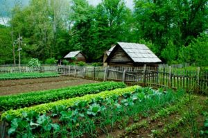 Easy-to-Grow Off-Grid Foods for Your Homestead