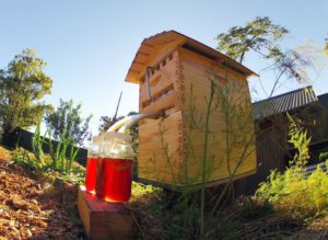 Easy Ways to Increase Your Beehive Yield Without Using Pesticides