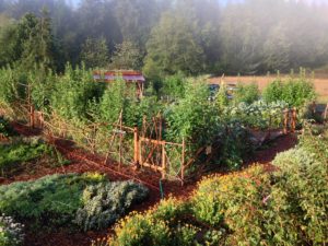 Essential Permaculture Plants for Your Backyard Garden