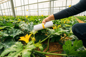 Expert Advice on How to Control Pests and Diseases in Your Greenhouse