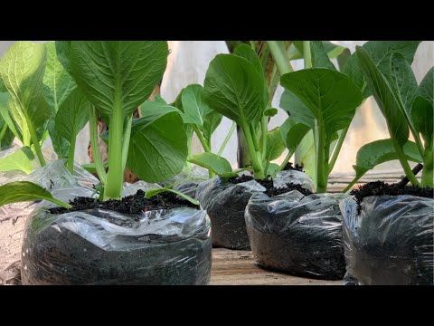 Genius Ways to Water Your Vegetables Without Electricity