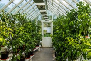 Greenhouses: Extending Growing Seasons with Low-Tech Solutions'
