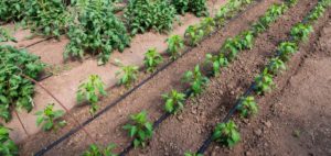 Greywater irrigation Techniques for Optimum Crop Health and Yield