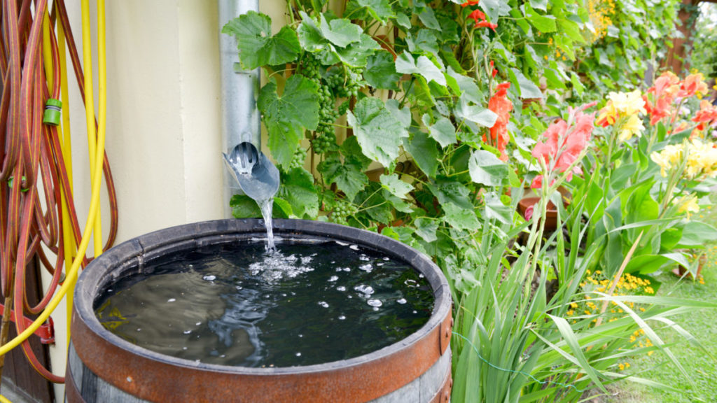 Greywater vs. Rainwater: Which is Best for Your Off-Grid Homestead?