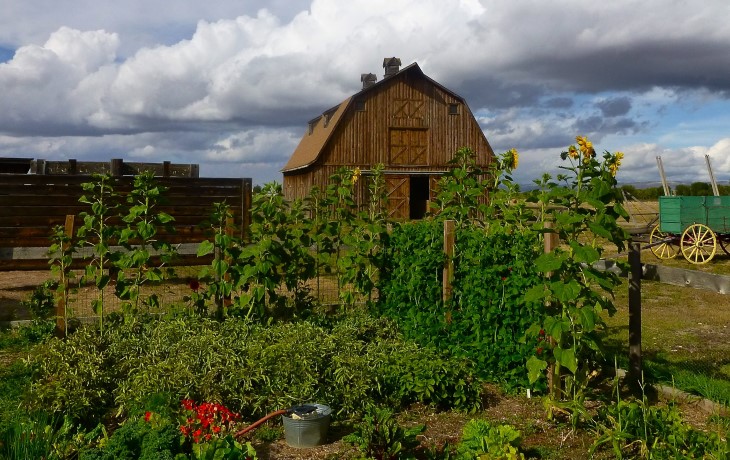 Grid Living: How a Simple Garden Can Feed Your Whole Family and Save Money Too!