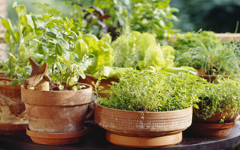 Grow Your Own Herbs: A Beginner's Guide