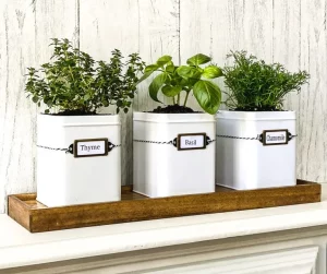 Growing Herbs Indoors for Year-Round Accessibility