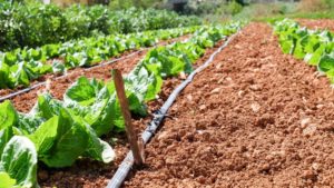 How to Build a Low-Cost, High-Efficiency Irrigation System for Your Off-Grid Property
