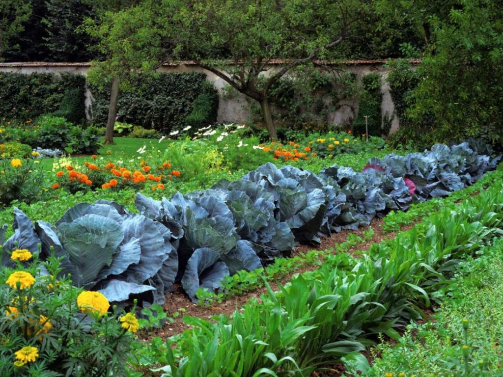 How to Create a Beautiful Edible Landscape with Perennial Fruits and Vegetables