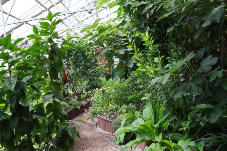 How to Create a Self-Sustaining Greenhouse Ecosystem