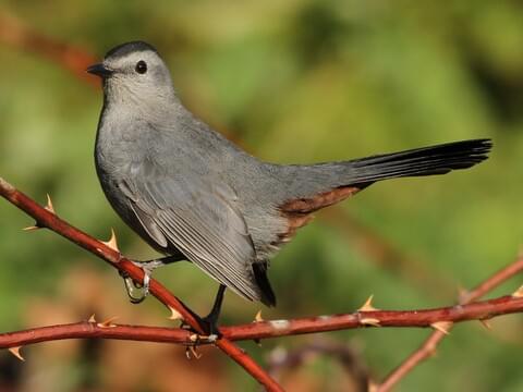 How to Create a Thriving Wildlife Habitat in Your Backyard