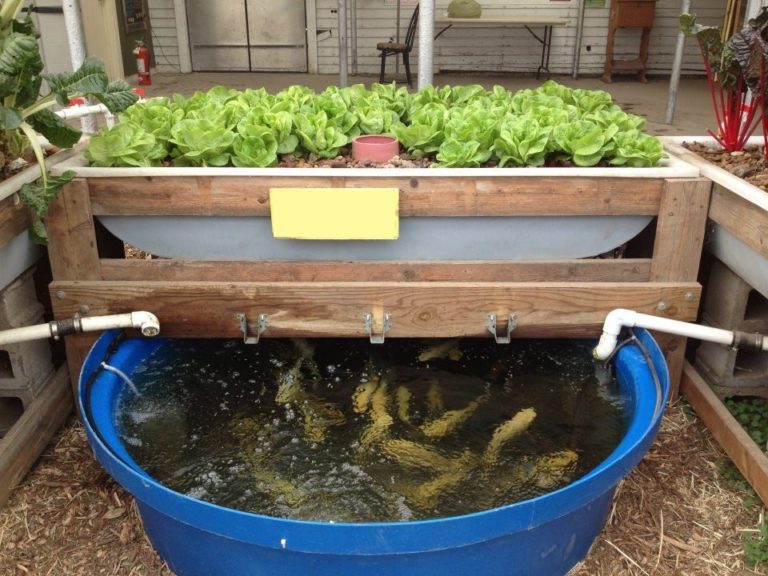 How to Grow Your Own Fish Food with Aquaponic Systems