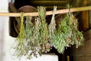 How to Harvest and Dry Herbs for Long-Term Storage