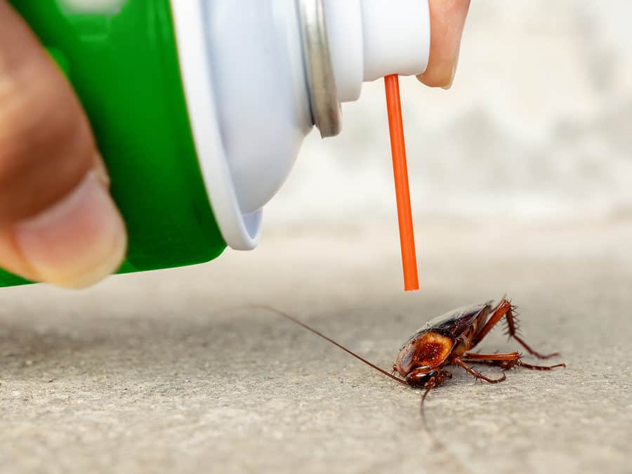 How to Identify and Control Common Pests Without Chemicals