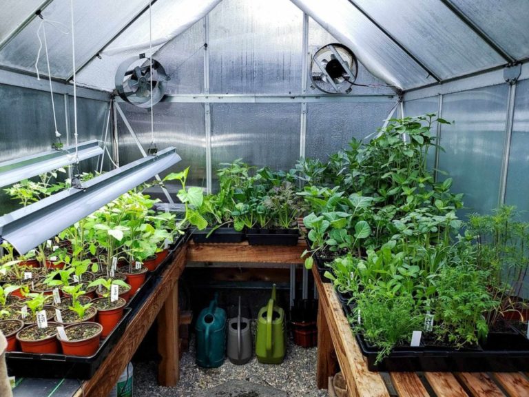Maximize Space with These Creative Greenhouse Design Ideas