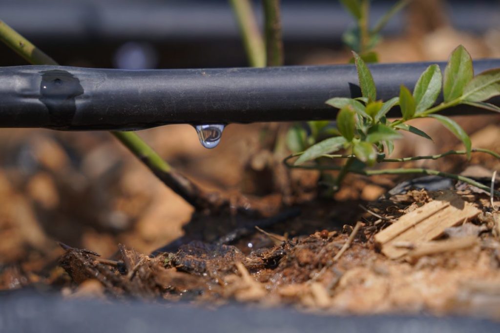 Maximizing Crop Yields with Efficient Drip Irrigation Techniques
