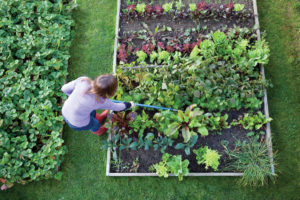 Must-Have Tools for Successful Off-Grid Vegetable Growing