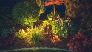 Off-Grid Garden Lighting: Options for Illuminating Your Plants After the Sun Goes Down