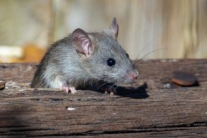 Off-grid Living Hacks: How to Keep Rats Out of Your Home and Yard